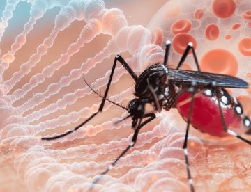 Conozca al Aedes aegypti: mosquito que puede transmitir dengue, zika, chikunguña y fiebre amarilla