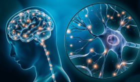 Consumo de grasas y azúcares refinados deteriora memoria espacial y cognitiva en adultos jóvenes: Estudio