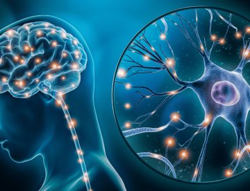 Consumo de grasas y azúcares refinados deteriora memoria espacial y cognitiva en adultos jóvenes: Estudio