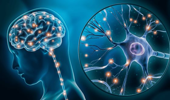 Consumo de grasas y azúcares refinados deteriora memoria espacial y cognitiva en adultos jóvenes: Estudio