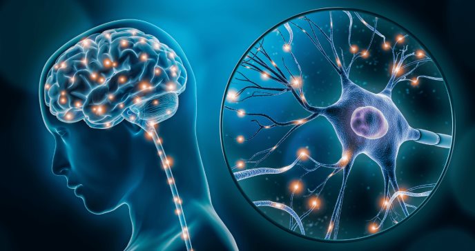Consumo de grasas y azúcares refinados deteriora memoria espacial y cognitiva en adultos jóvenes: Estudio