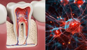 Células madre dentales podrían regenerar el cerebro: Avance contra Huntington, párkinson y la epilepsia