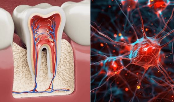 Células madre dentales podrían regenerar el cerebro: Avance contra Huntington, párkinson y la epilepsia