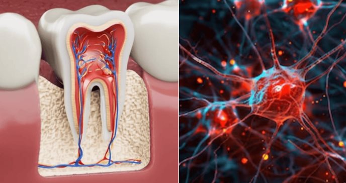 Células madre dentales podrían regenerar el cerebro: Avance contra Huntington, párkinson y la epilepsia
