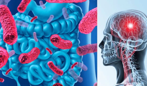 Descubren que el consumo de probióticos podría prevenir el alzhéimer y el deterioro cognitivo