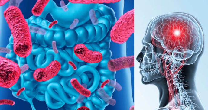 Descubren que el consumo de probióticos podría prevenir el alzhéimer y el deterioro cognitivo