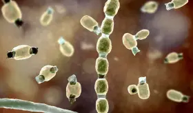 Esporas microscópicas de Coccidioides como nueva amenaza de supermicrobio en el mundo