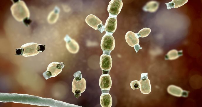 Esporas microscópicas de Coccidioides como nueva amenaza de supermicrobio en el mundo
