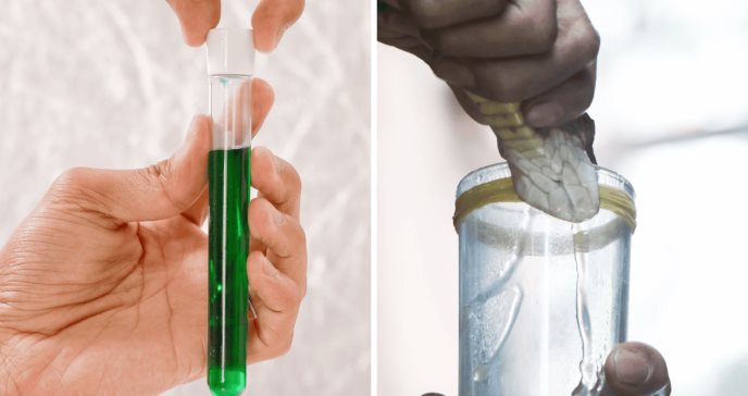 Desarrollan antídoto universal capaz de neutralizar múltiples venenos de serpientes mortales