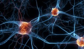 Administración de klotho incrementa esperanza de vida y reduce deterioro asociado a la edad: estudio