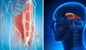 Adolescentes con obesidad abdominal presentarían agrandamiento de hipocampo y amígdala