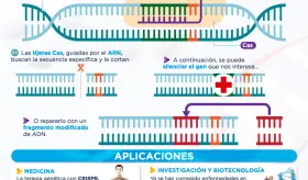 CRISPR, la revolucionaria herramienta de edición de ADN | Infografía