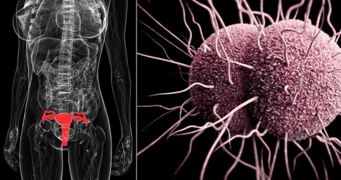 Desarrollan gepotidacina fármaco eficaz para tratar la bacteria Neisseria gonorrhoeae 