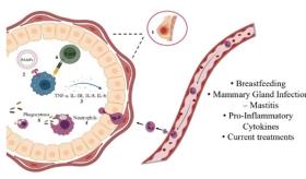 Investigadores puertorriqueños identifican posibles terapias innovadoras para tratar la mastitis bovina