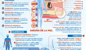 SISTEMA TEGUMENTARIO