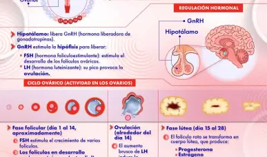 CICLO MENSTRUAL