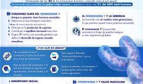 GENÉTICA MASCULINA:LO QUE DICE TU CROMOSOMA Y