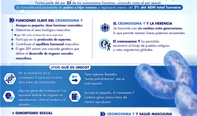 GEN&Eacute;TICA MASCULINA:LO QUE DICE TU CROMOSOMA Y