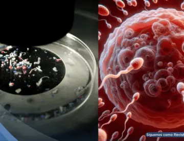 Científicos encuentran MICROPLÁSTICOS en el líquido folicular de los ovarios. ¿Afecta la fertilidad?