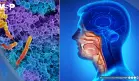 Fusobacterium nucleatum: hallan posible efecto antitumoral de una bacteria común en la boca