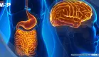 La ausencia de microbiota intestinal reduce la inflamación cerebral y daño tras un ictus isquémico