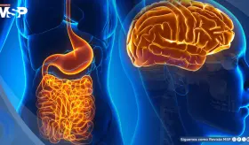 La ausencia de microbiota intestinal reduce la inflamación cerebral y daño tras un ictus isquémico