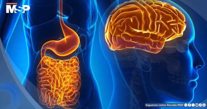 La ausencia de microbiota intestinal reduce la inflamación cerebral y daño tras un ictus isquémico