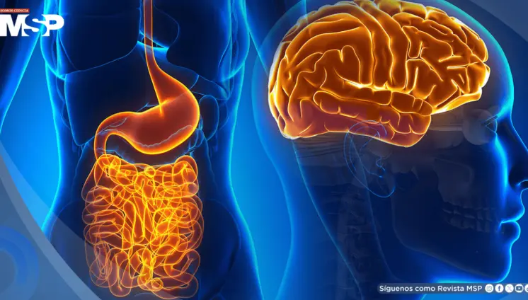 La ausencia de microbiota intestinal reduce la inflamación cerebral y daño tras un ictus isquémico