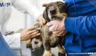 FDA aprueba un tratamiento de acción prolongada contra pulgas y garrapatas para perros