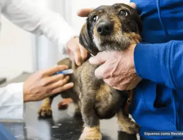 FDA aprueba un tratamiento de acción prolongada contra pulgas y garrapatas para perros