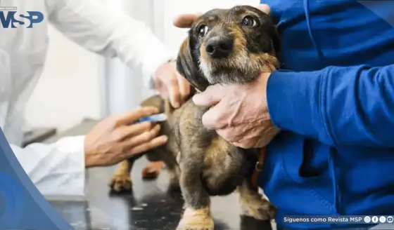 FDA aprueba un tratamiento de acción prolongada contra pulgas y garrapatas para perros