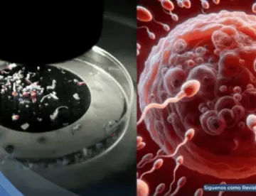 Estudio revela presencia de microplásticos en semen y ovarios: ¿Estaría en riesgo la fertilidad?