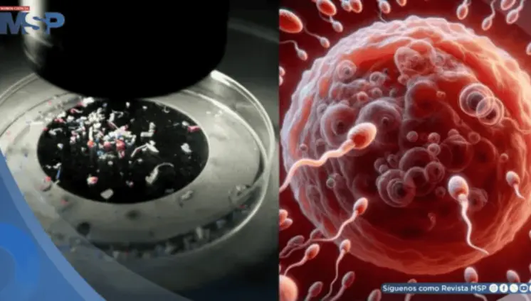 Estudio revela presencia de microplásticos en semen y ovarios: ¿Estaría en riesgo la fertilidad?