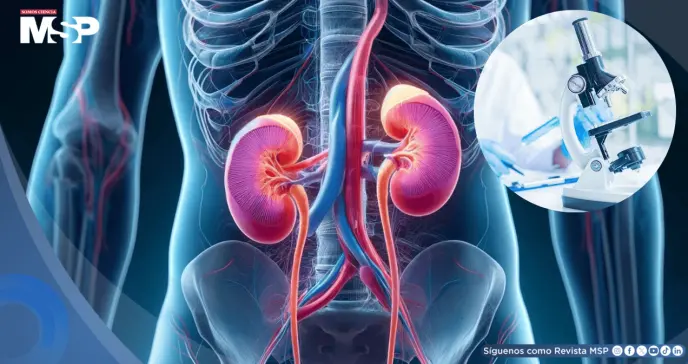 Descubren nueva molécula que protege los riñones del daño y podría tratar la enfermedad renal crónica