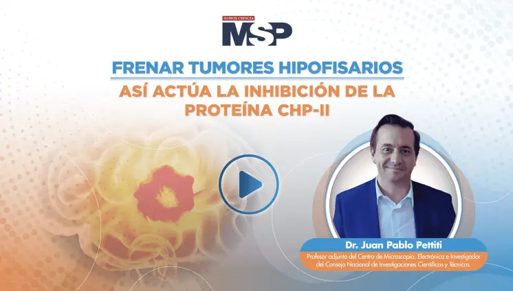 Frenar tumores hipofisarios: Así actúa la inhibición de la proteína CHP-II