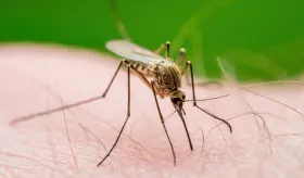 Mini-examen clínico: Picaduras de garrapatas e infecciones asociadas, parte I