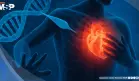 Científicos reactivan un gen clave con ARNm para reparar el corazón tras un infarto
