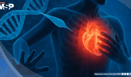 Científicos reactivan un gen clave con ARNm para reparar el corazón tras un infarto