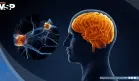 Así el cerebro organiza movimientos de las manos para tareas como escribir, cortar y manipular objetos