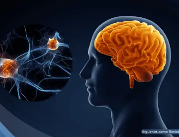 Así el cerebro organiza movimientos de las manos para tareas como escribir, cortar y manipular objetos
