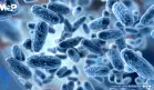 Científicos logran que bacterias descompongan plástico sin modificar su ADN
