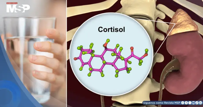 La deshidratación eleva los niveles de cortisol y podría aumentar el estrés, según estudio