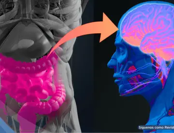 Trastornos digestivos y metabólicos elevan hasta un 70% el riesgo de alzhéimer y párkinson, según estudio