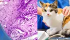 Fármaco contra el cáncer de cabeza y cuello en gatos mejora 35% de casos y apunta a terapias humanas