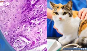 Fármaco contra el cáncer de cabeza y cuello en gatos mejora 35% de casos y apunta a terapias humanas
