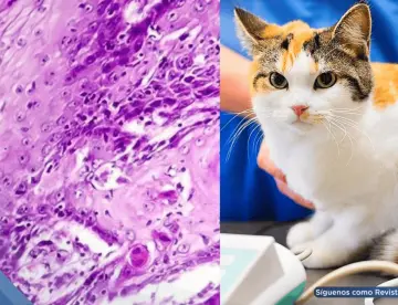 Fármaco contra el cáncer de cabeza y cuello en gatos mejora 35% de casos y apunta a terapias humanas
