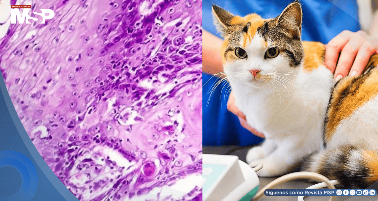 Fármaco contra el cáncer de cabeza y cuello en gatos mejora 35% de casos y apunta a terapias humanas