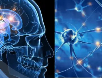Científicos descubren que la hormona IGF-II podría proteger a las neuronas del párkinson