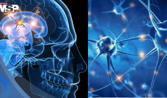 Científicos descubren que la hormona IGF-II podría proteger a las neuronas del párkinson
