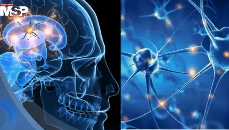 Científicos descubren que la hormona IGF-II podría proteger a las neuronas del párkinson